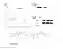 Fig. 41 - Selective androgen receptor degrader (SARD) ligands and methods of use thereof