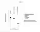 Fig. 06 - Methods of adipolysis and compositions useful therein