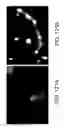 Fig. 88 - Compounds that enhance Atoh1 expression