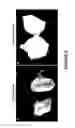 Fig. 07 - Pharmaceutical compositions composed of low molecular weight sulfated hyaluronan