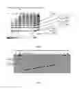 Fig. 04 - Method of obtaining a polyepitopic protein and polyepitopic DNA vector