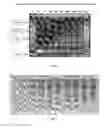 Fig. 05 - Method of obtaining a polyepitopic protein and polyepitopic DNA vector