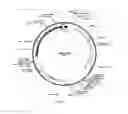 Fig. 06 - Method of obtaining a polyepitopic protein and polyepitopic DNA vector