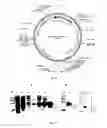 Fig. 07 - Method of obtaining a polyepitopic protein and polyepitopic DNA vector