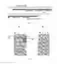Fig. 08 - Method of obtaining a polyepitopic protein and polyepitopic DNA vector