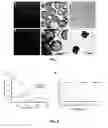 Fig. 02 - Preparations of poly(lactic-co-glycolic acid)/polydopamine core/shell hybrid nanoparticle for photothermal applications