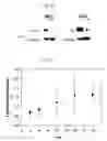 Fig. 06 - Treating bladder tumor cells using fibronectin attachment protein as a target