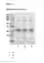 Fig. 06 - Methods for making conjugates from disulfide-containing proteins