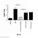 Fig. 09 - METHODS AND COMPOSITIONS FOR TREATING ALLERGY AND INFLAMMATORY DISEASES