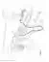 Fig. 02 - Respiratory system with humidifier and conformable reservoir
