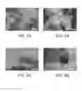 Fig. 06 - NANOTUBE-NANOHORN COMPLEX AND METHOD OF MANUFACTURING THE SAME