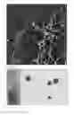 Fig. 02 - Heavy metal recycling process and material useful in such process