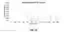 Fig. 13 - Foam modifiers for gypsum slurries, methods, and products