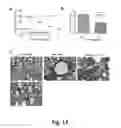 Fig. 19 - Methods and compositions for chimeric coronavirus spike proteins