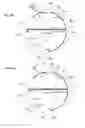 Fig. 04 - CyaA-based chimeric proteins comprising a heterologous polypeptide and their uses in the induction of immune responses
