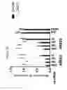 Fig. 14 - HTT repressors and uses thereof