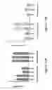 Fig. 16 - HTT repressors and uses thereof