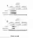 Fig. 07 - FGF21 protein with enhanced binding affinity for β-Klotho for the treatment of type II diabetes, obesity, and related metabolic disorders