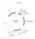 Fig. 27 - Nucleic acids encoding modified FGF-21 polypeptides comprising non-naturally occurring amino acids