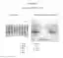 Fig. 41 - Nucleic acids encoding modified FGF-21 polypeptides comprising non-naturally occurring amino acids