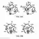 Fig. 20 - Fibroblast growth factor mutants having improved functional half-life and methods of their use