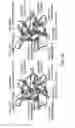 Fig. 19 - Fibroblast growth factor mutants having improved functional half-life and methods of their use