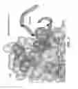 Fig. 05 - ANTIBODY VARIANTS