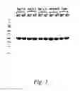 Fig. 04 - Solubility optimization of immunobinders