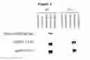 Fig. 02 - Antibodies specifically binding to HER3