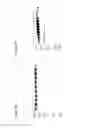Fig. 09 - BISPECIFIC T CELL ACTIVATING ANTIGEN BINDING MOLECULES