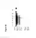 Fig. 11 - BISPECIFIC T CELL ACTIVATING ANTIGEN BINDING MOLECULES