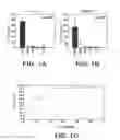 Fig. 02 - USE OF ANTIBODY CONJUGATES