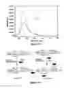 Fig. 12 - Site-selective modification of polysaccharides and applications thereof