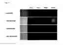 Fig. 09 - Fluorescent probe