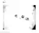 Fig. 07 - High salinity tolerant microalgae strains, products derived thereform, and methods of producing the same