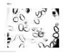 Fig. 08 - High salinity tolerant microalgae strains, products derived thereform, and methods of producing the same