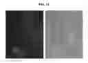 Fig. 12 - PRIMITIVE AND PROXIMAL HEPATIC STEM CELLS