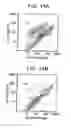 Fig. 15 - PRIMITIVE AND PROXIMAL HEPATIC STEM CELLS