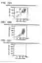 Fig. 16 - PRIMITIVE AND PROXIMAL HEPATIC STEM CELLS