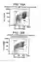Fig. 17 - PRIMITIVE AND PROXIMAL HEPATIC STEM CELLS