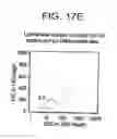 Fig. 19 - PRIMITIVE AND PROXIMAL HEPATIC STEM CELLS