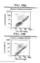 Fig. 20 - PRIMITIVE AND PROXIMAL HEPATIC STEM CELLS