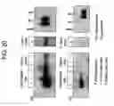Fig. 22 - PRIMITIVE AND PROXIMAL HEPATIC STEM CELLS