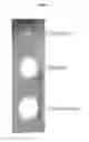Fig. 02 - CYCLODEXTRIN GLUCANOTRANSFERASE