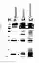 Fig. 03 - CYCLODEXTRIN GLUCANOTRANSFERASE