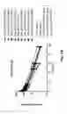 Fig. 12 - COAGULATION FACTOR VII POLYPEPTIDES