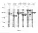 Fig. 10 - THERMOSTABLE ALGINATE DEGRADING ENZYMES AND THEIR METHODS OF USE