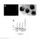 Fig. 04 - INHIBITING GENE EXPRESSION WITH dsRNA