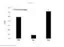 Fig. 05 - Expression of Butyrylcholinesterase in plants