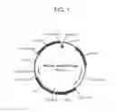Fig. 02 - EUKARYOTIC EXPRESSION VECTORS RESISTANT TO TRANSGENE SILENCING